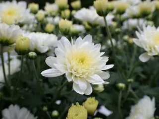 Hoa chia buồn