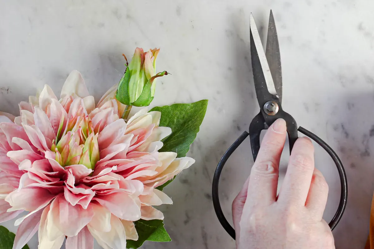 Hoa dahlia hồng, kéo cắt hoa và bàn làm hoa của Bloomy